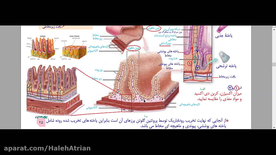 آموزش زیست شناسی دهم. جذب در روده باریک.مدرس: هاله عطریان