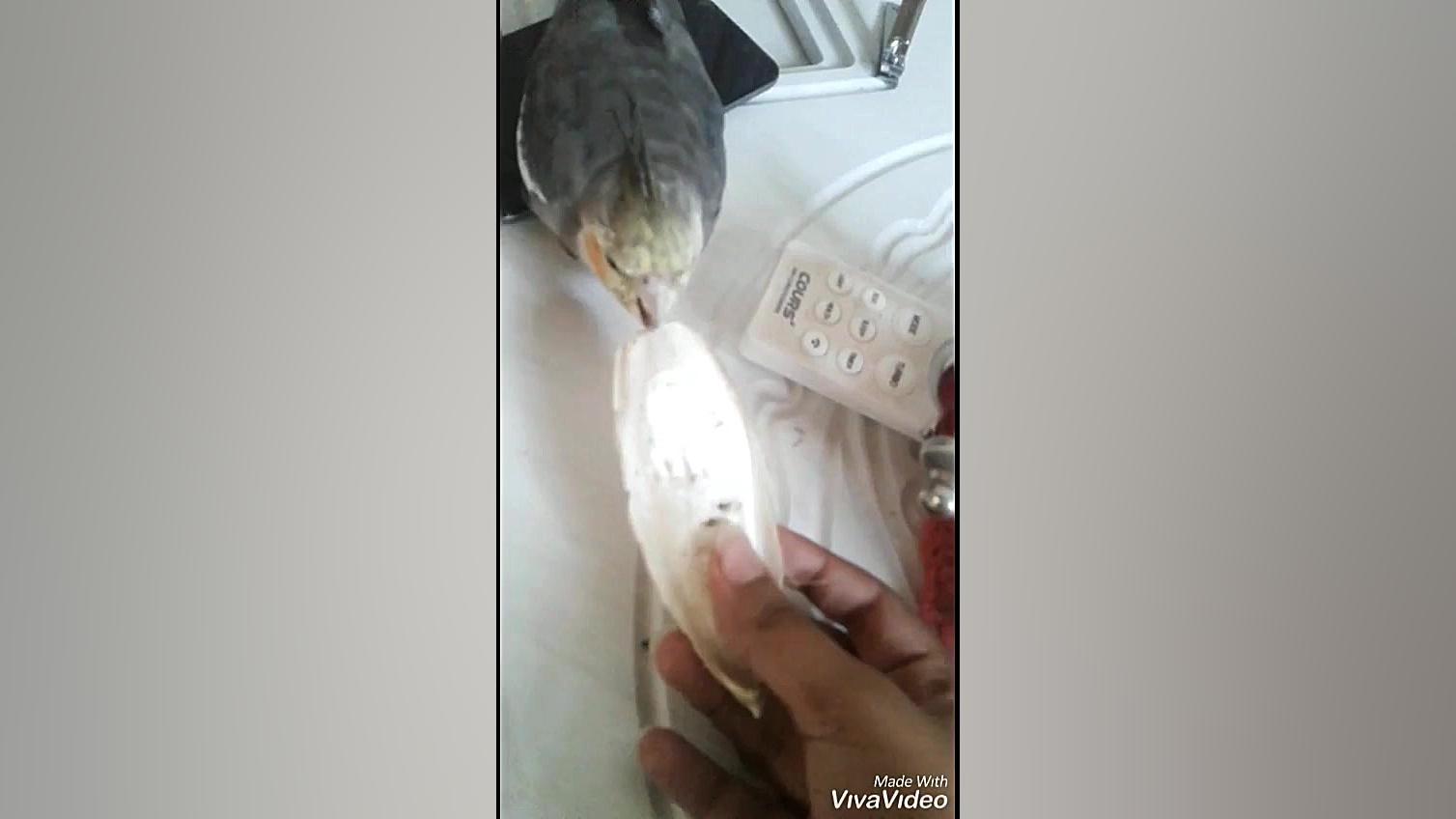 عروس هلندی نازی در حال ناز کرد...