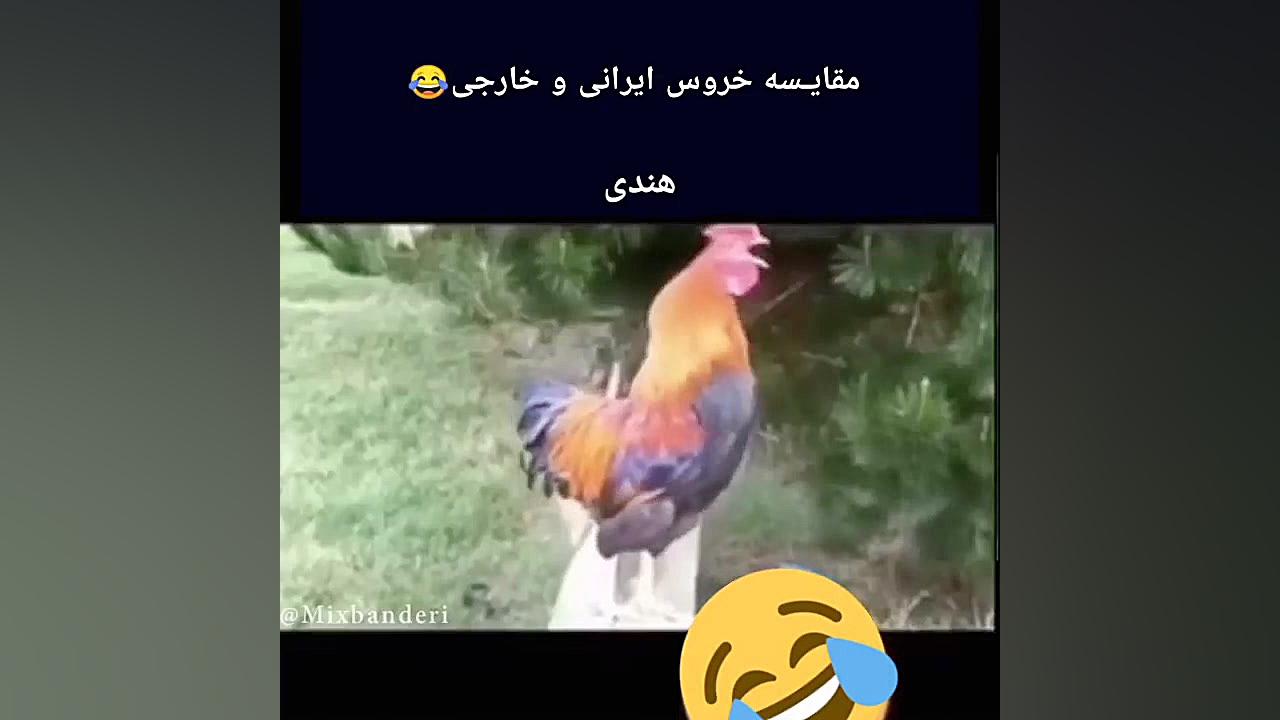 خروس ایرانی vs خارجی