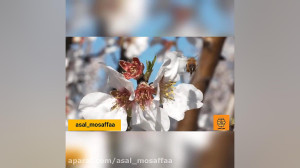  زنبور ها برای تولید ماده گرا...