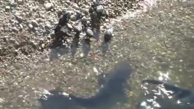 شکار کبوتر توسط اسبله ماهی