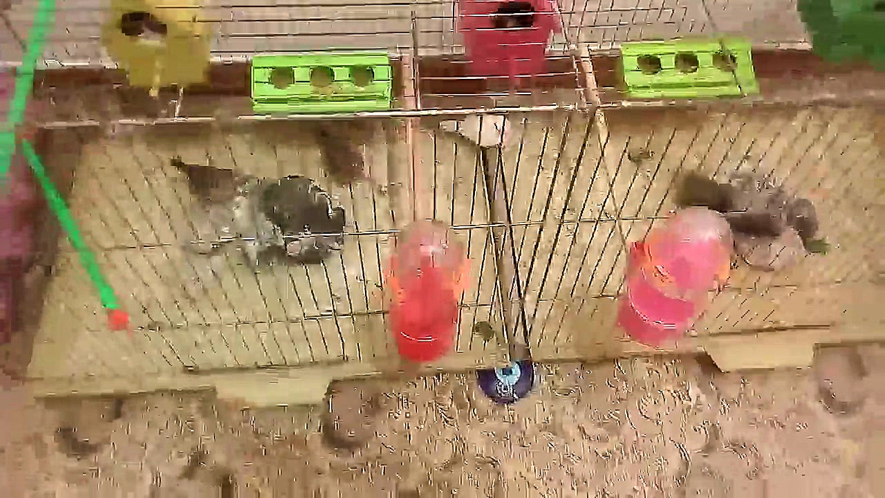 من عاشق فنج هستم