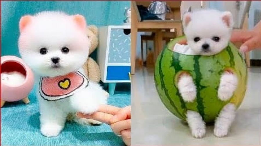 حیوانات خانگی  بامزه ترین سگ ه...