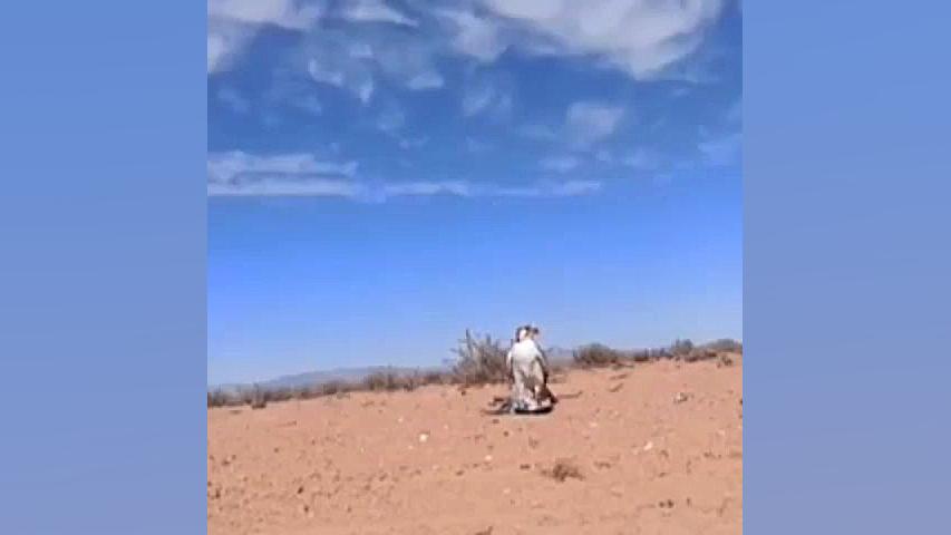 شکار کبوتر توسط بحری که یک نوع...