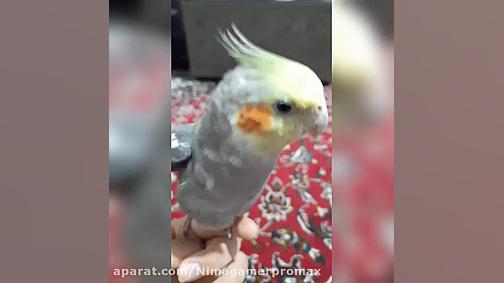 عروس هلندی سخنگو