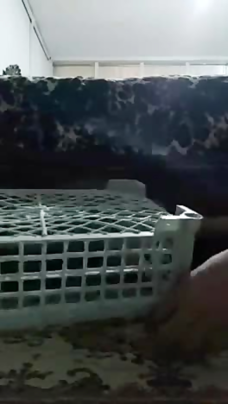 تله برای کفتر ۱