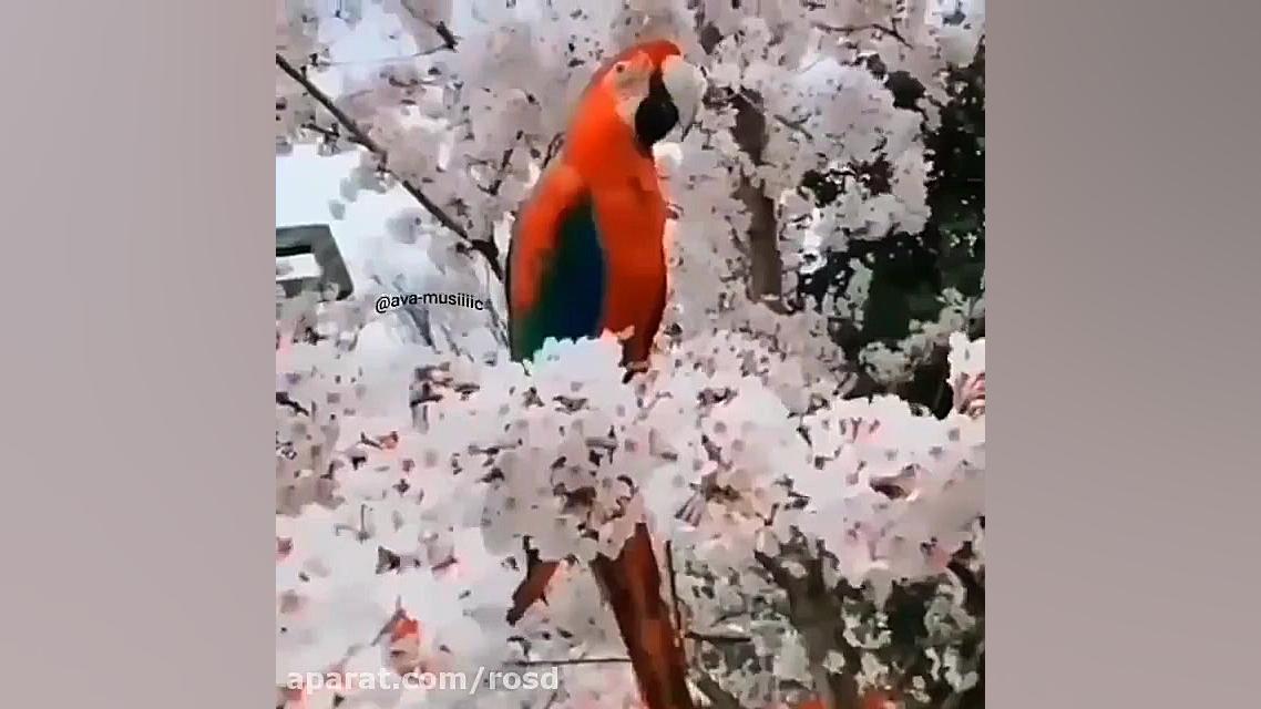 سلام؛ صبح پر از امید شما بخیر