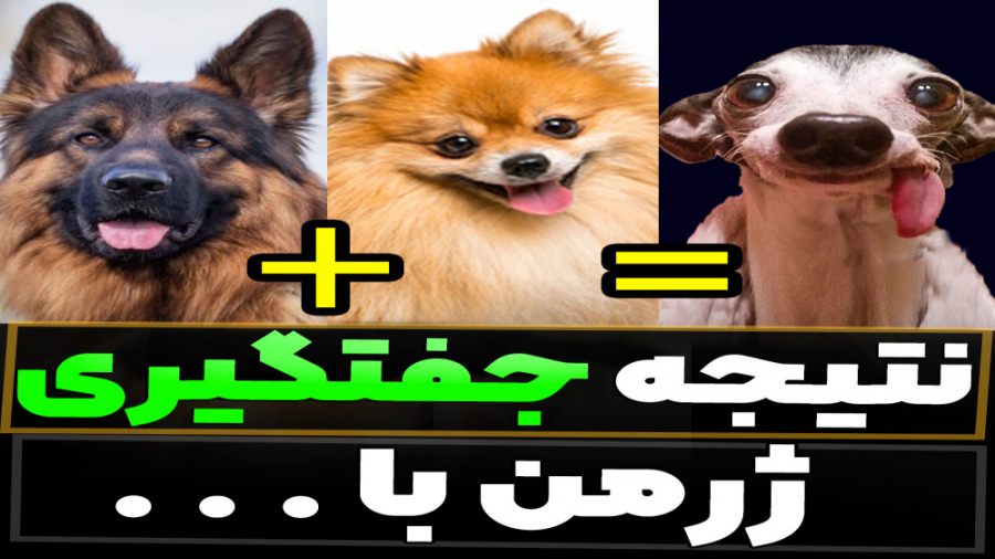 نتیجه جفتگیری ژرمن با نژاد های...