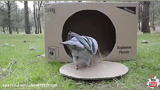 تله پرنده دنبال=دنبال