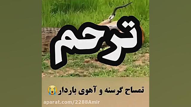 رحم کردن تمساح به اهوی حامله