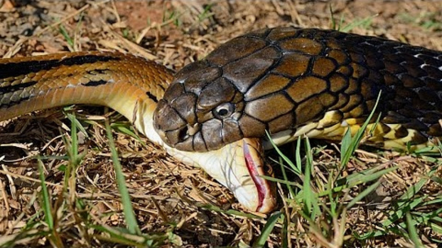 5 لحظه شکار کردن حیوانات توسط...