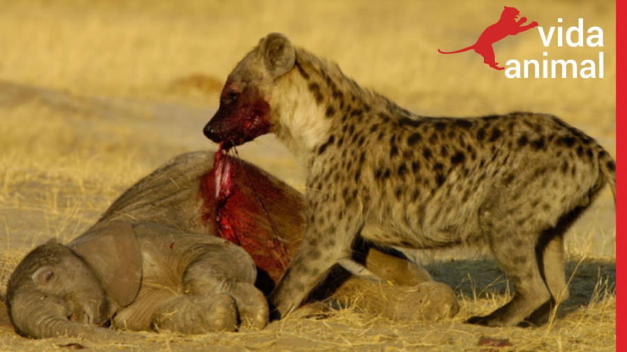 این کاری است که کفتارها هنگام...