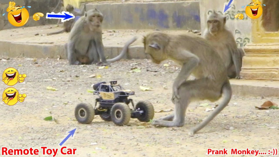 دوربین مخفی خنده دار بازی میمو...