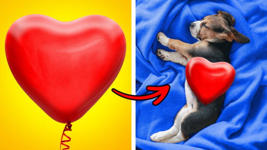 ما یک توله سگ را به فرزندی قبو...