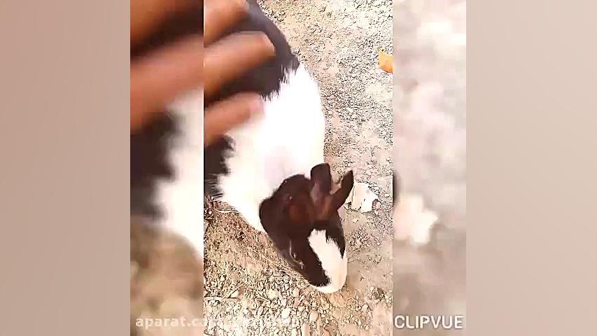 خرگوش های ناز من