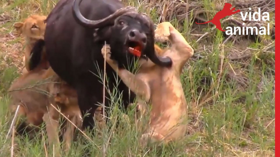 جنگ حیوانات وحشی  نبرد های گاو...