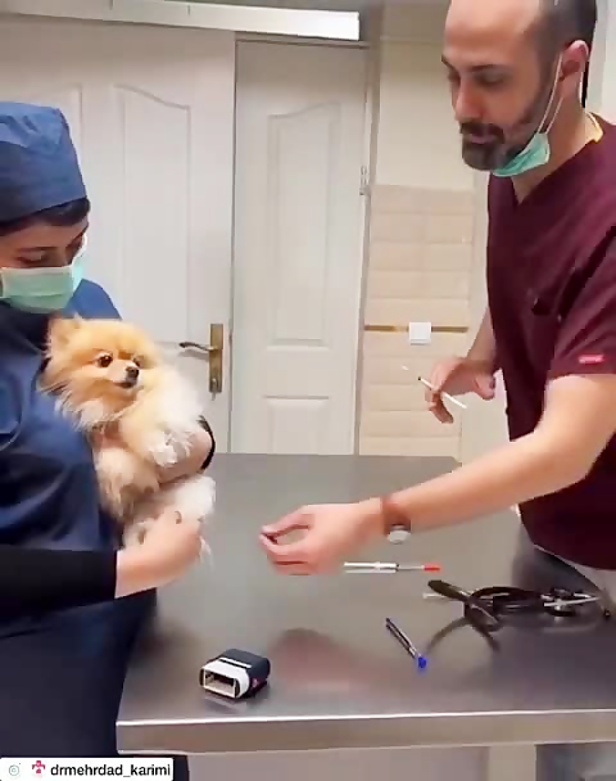 امپول به زدن سگ بامزه پشمالو ت...