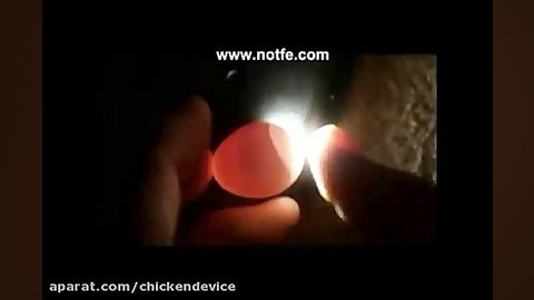 تخم نطفه دار نطفه سنج