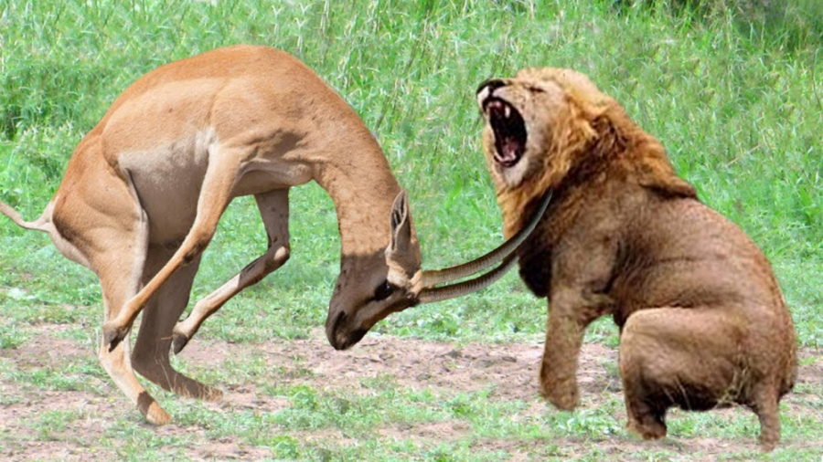 نبرد بز کوهی و شیر با شاخ های...