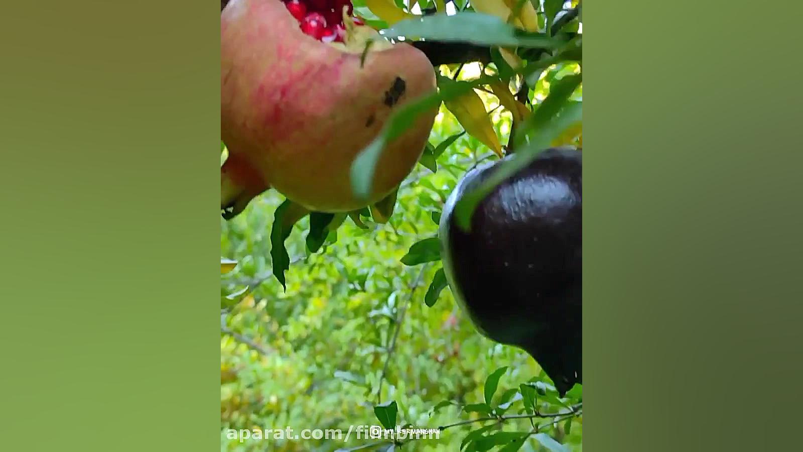 آهنگ شاد کردی