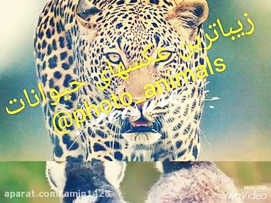 معرفی کانال عکس حیوانات