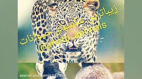 معرفی کانال عکس حیوانات