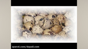 تولد بلدرچین در دستگاه جوجه کش...