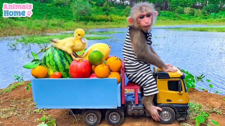 بازی و دوستی جوجه اردک با بچه...