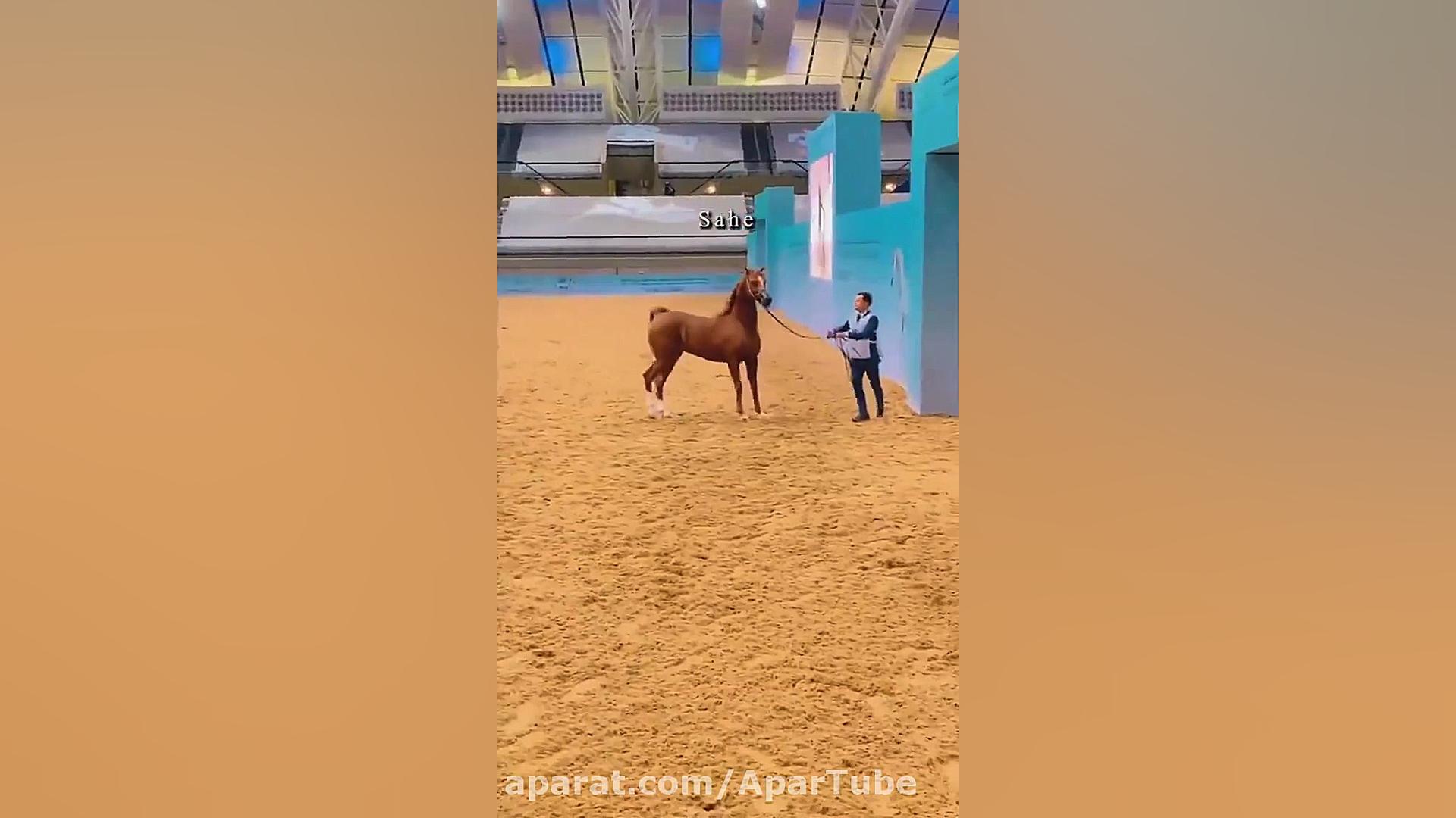 قدرت نمایی اسب زیبا. اسپارتاکو...