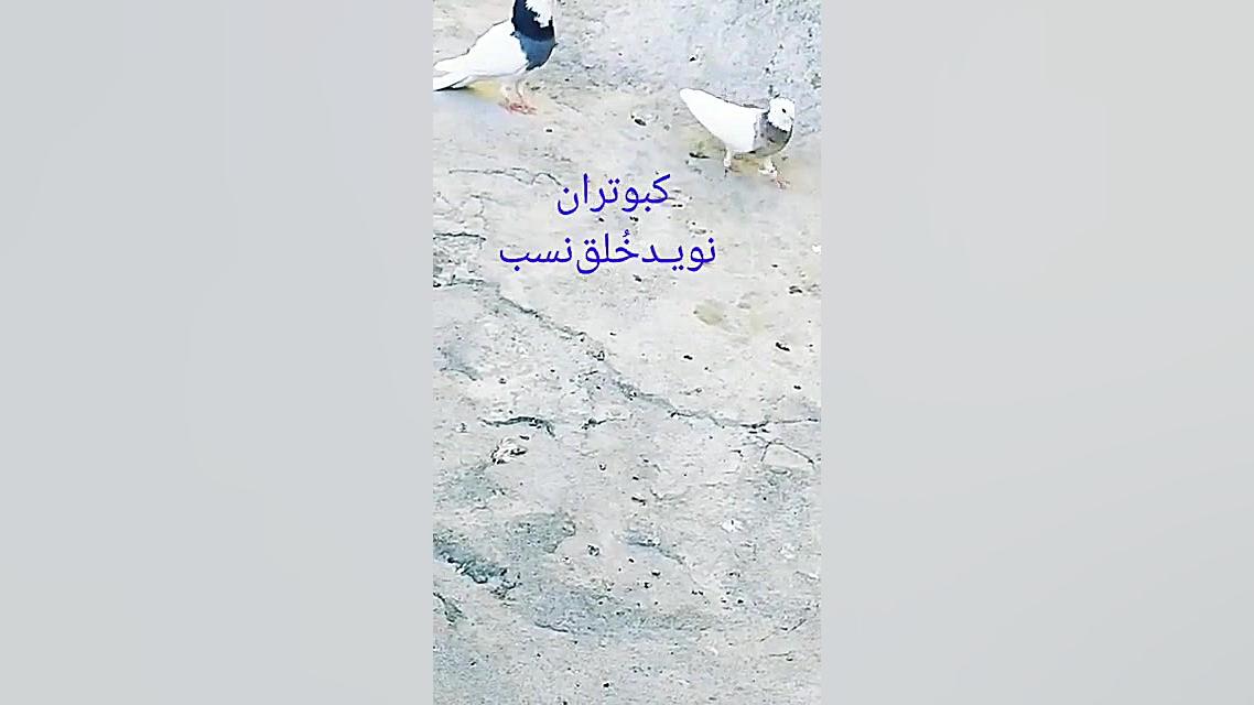 کبوتر طوقی مست