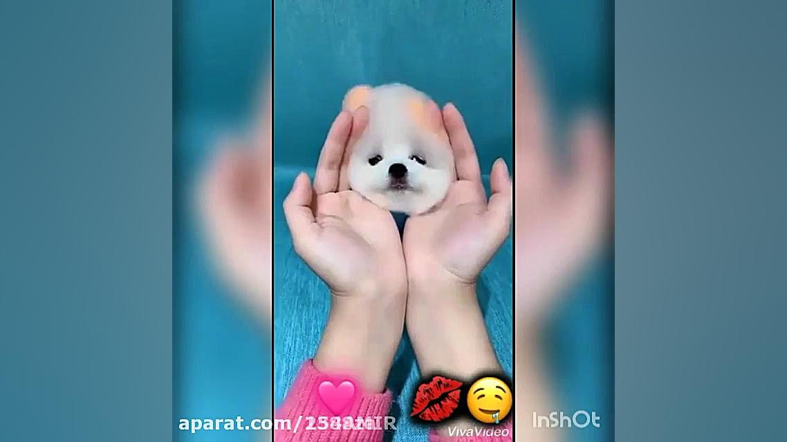 فیلم سگ پامرانین بامزه