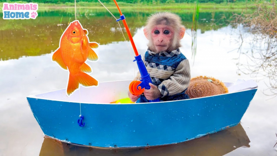 بازی و دوستی بچه میمون با جوجه...