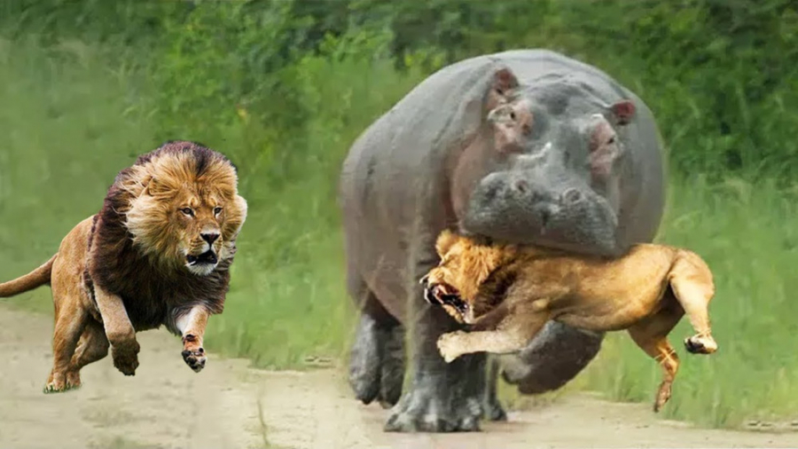 جنگ و نبرد حیوانات شیر و گرگدن...