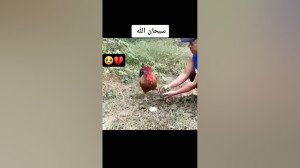 سبحان الله گریه وناله خروس برا...