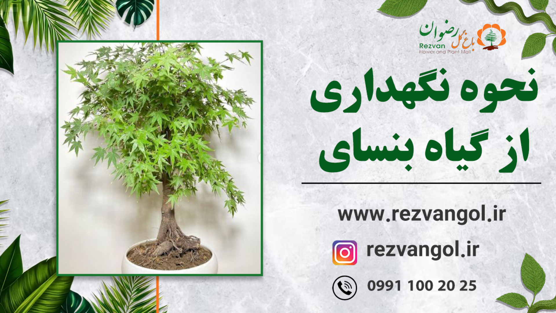 نحوه نگهداری از گیاه بنسای افر...