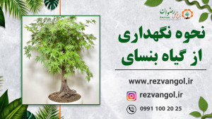 نحوه نگهداری از گیاه بنسای افر...