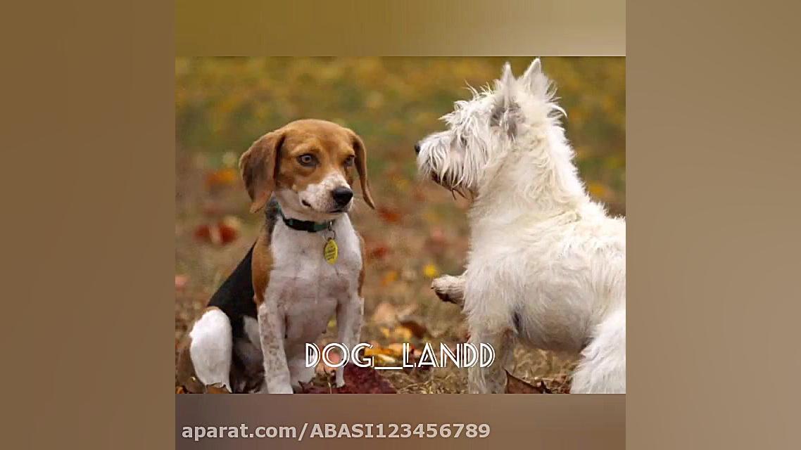 جفتگیری سگ ها داگ لند dog land...