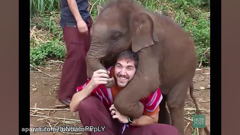 دوستی بچه فیل ها با انسان