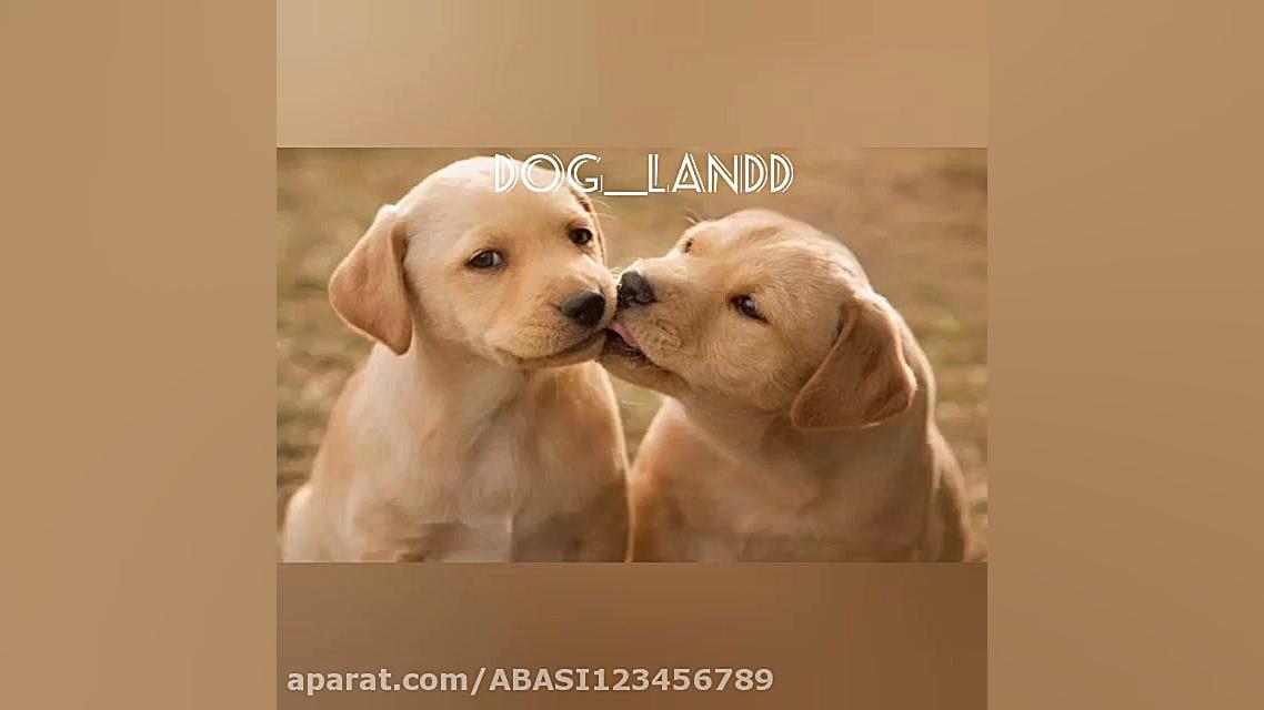 جفتگیری سگ ها پارت دوم داگ لند...