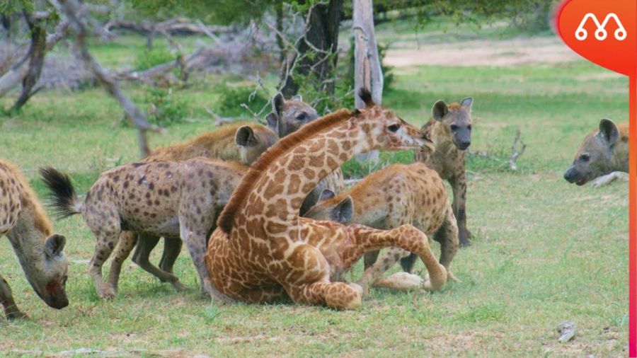 هنگامی که کفتارها به زرافه حمل...