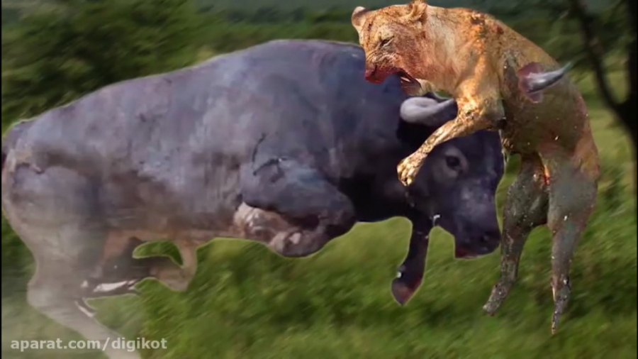 حیات وحش، مبارزات شدید بوفالو...