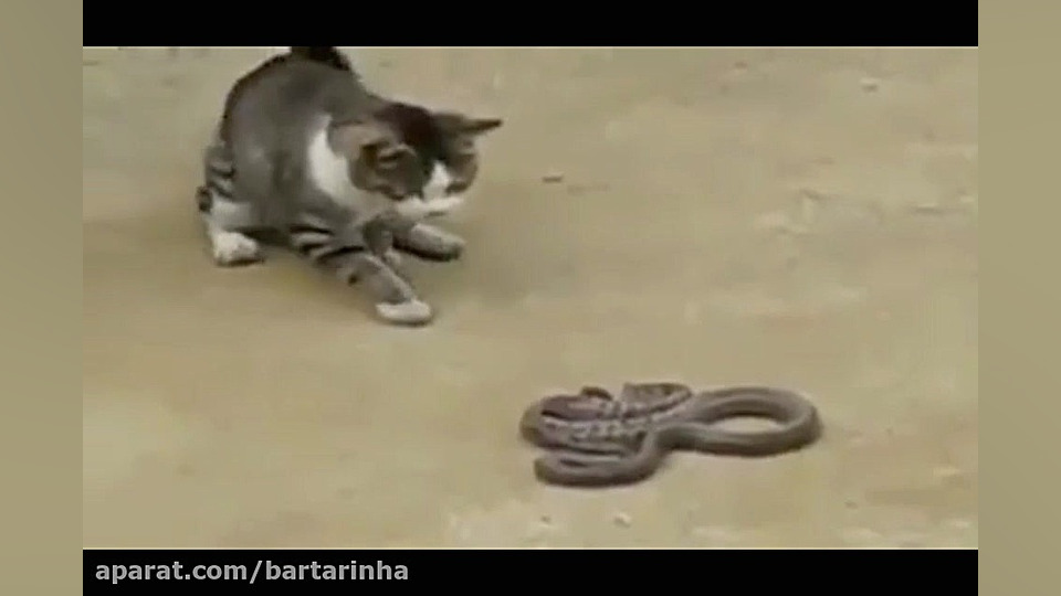 مبارزه گربه و مار!