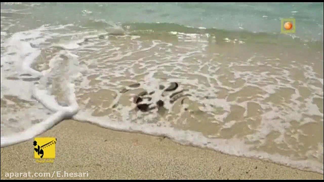 تیزر جشنواره فیلم موج کیش به د...