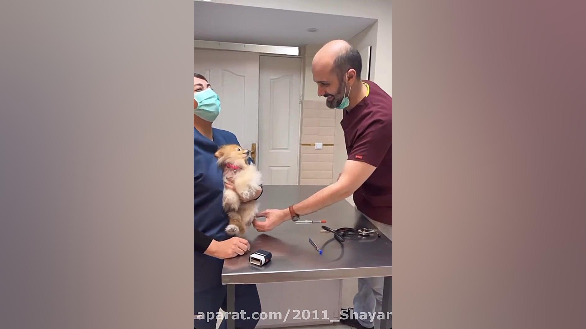 آمپول زدن به سگ