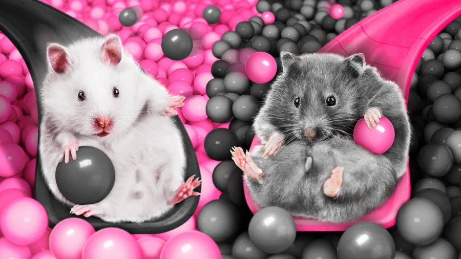 چالش رنگ همستر  مشکی در مقابل...