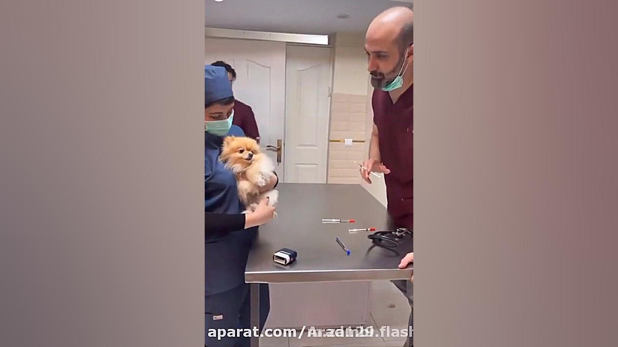لوس بازی یک سگ کوچک در دامپزشک...