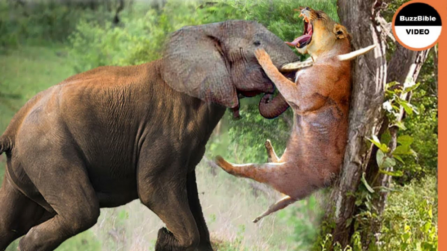 حمله فیل به شیر ها  جنگ حیوانا...