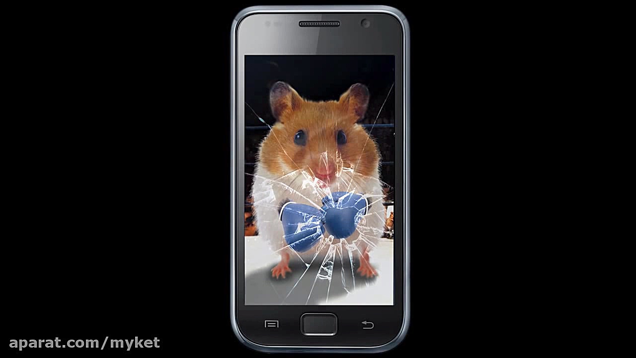 funny hamster