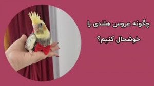 چگونه عروس هلندی را خوشحال کنی...