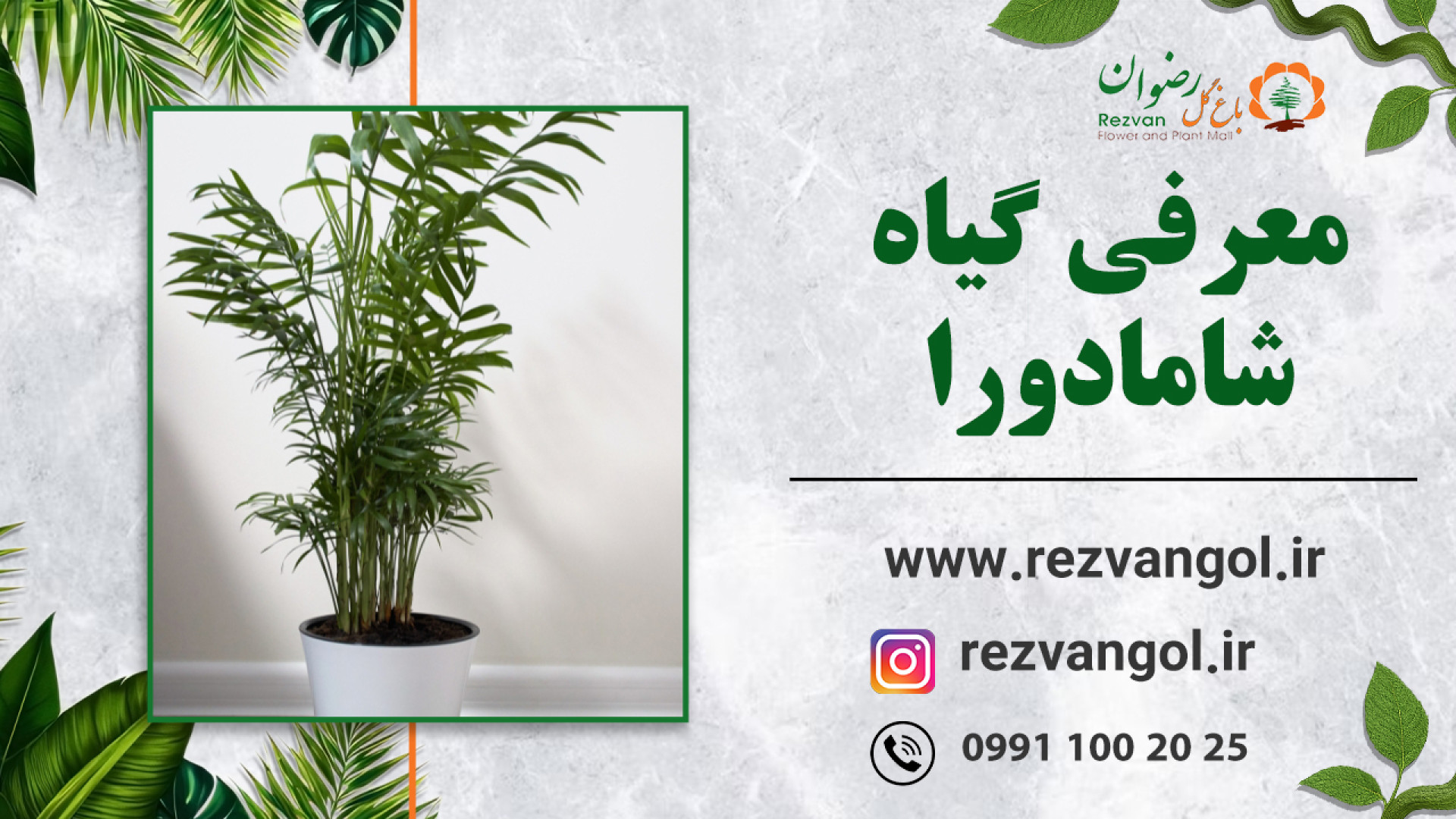 نحوه نگهداری از گیاه شامادورا